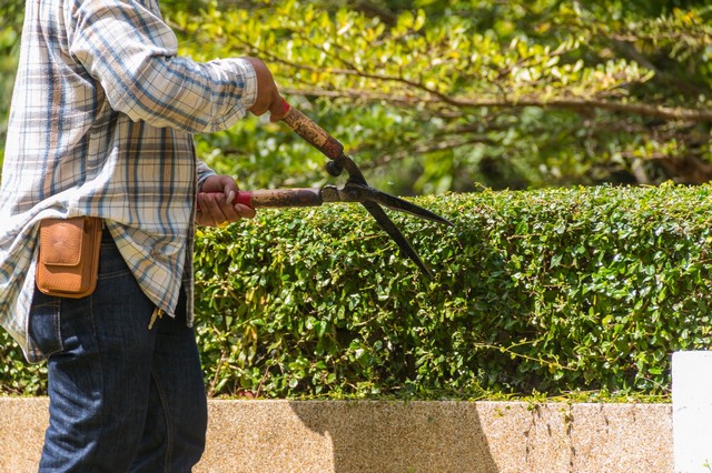Garden Maintenance Hornsey, N8